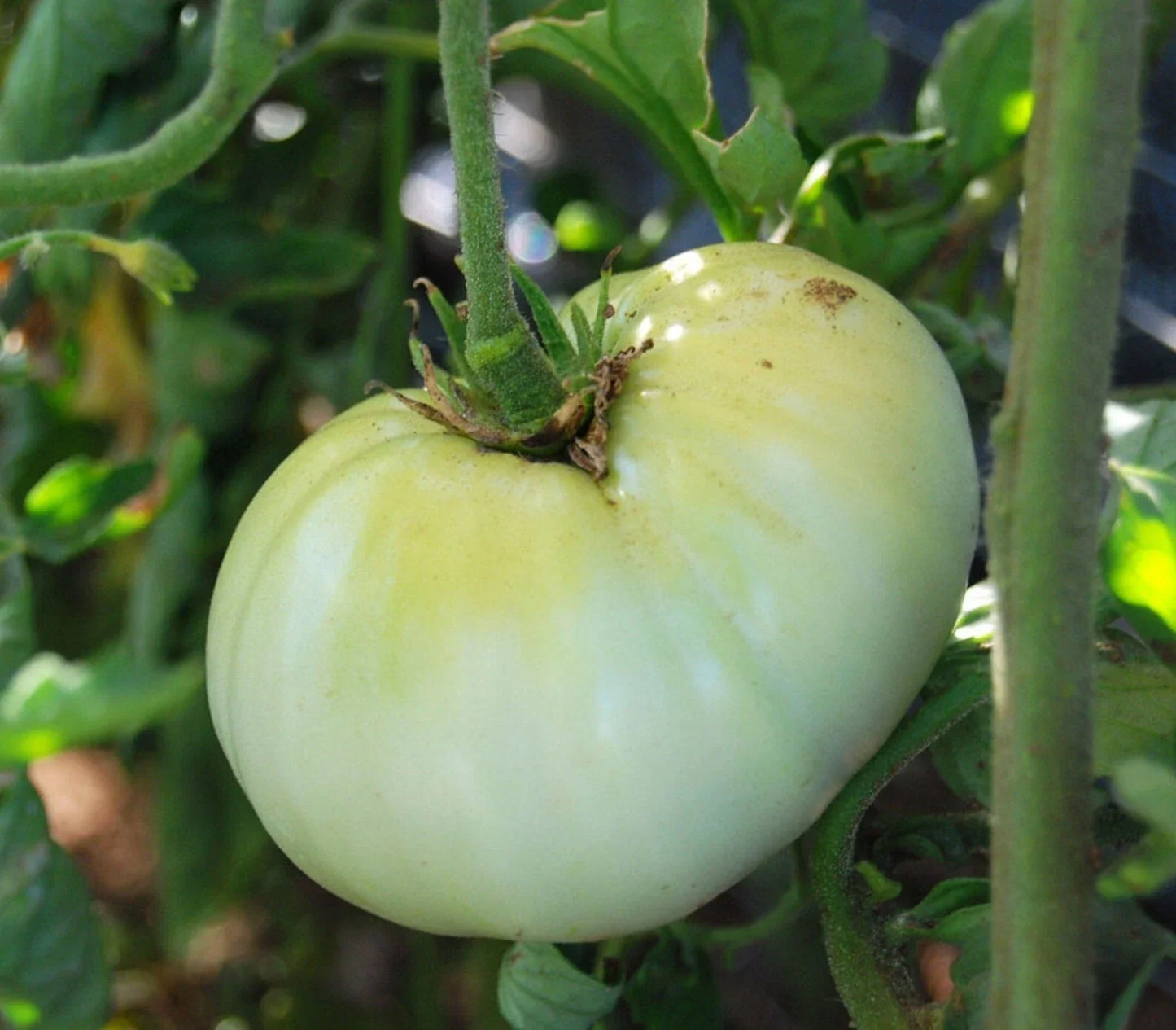 White Wonder Beefsteak Tomato Seeds - 50 Ct Heirloom Non-GMO Solanum lycopersicum