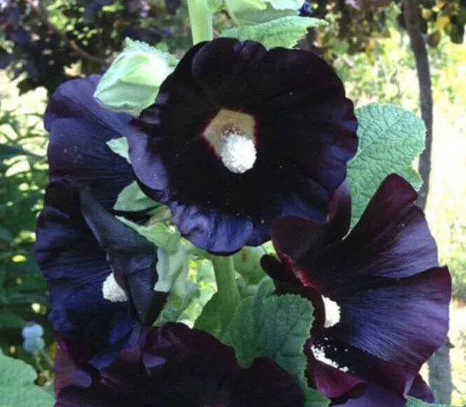 Hollyhock Seeds 15 Count | 'Nigra The Watchman' Alcea rosea Black Flowering Perennial Plant