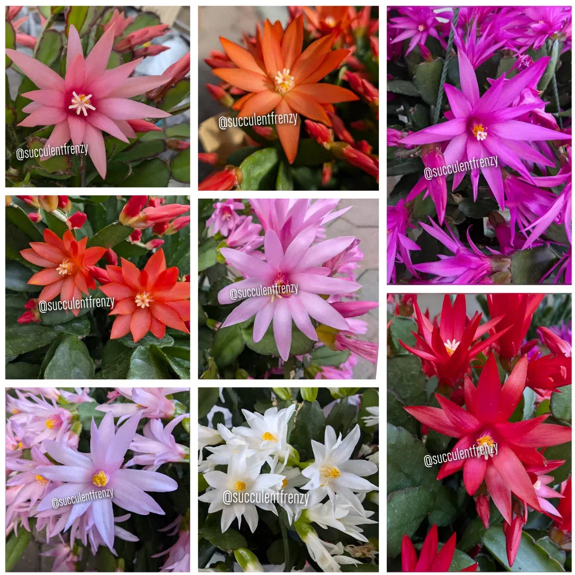 Easter-Spring Cactus Cuttings, Unrooted Rhipsalidopsis gaertneri, Multiple Colors, Trailing, Indoor Garden