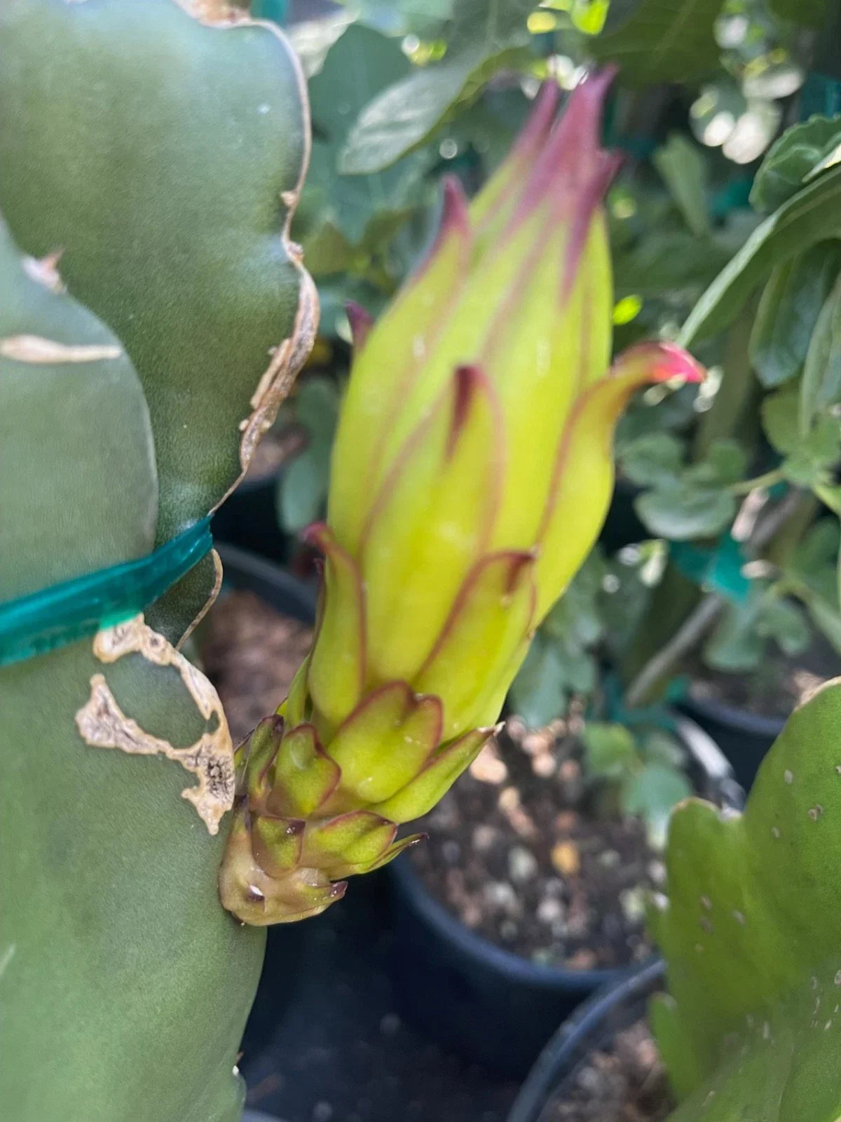 Colombian Yellow Dragon Fruit Cuttings – 8 Pieces – 7 Inches+ – Hylocereus megalanthus – Exotic Pitahaya for Garden Growth