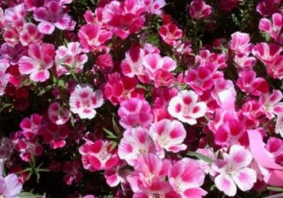 Godetia Seeds - 100 Pack - Clarkia amoena - Vibrant Pink & Purple Annual Flowers for Garden & Borders