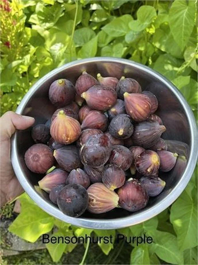 Bensonhurst Purple Cutting – 8 Inch Stem with 3 Nodes – Rare Indoor Plant Propagation Material