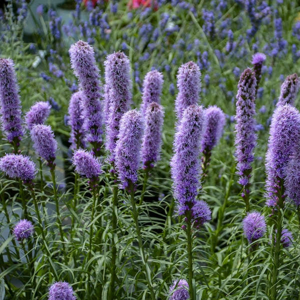 Gayfeather Seeds - 100+ Liatris Spicata Flowers for Pollinators