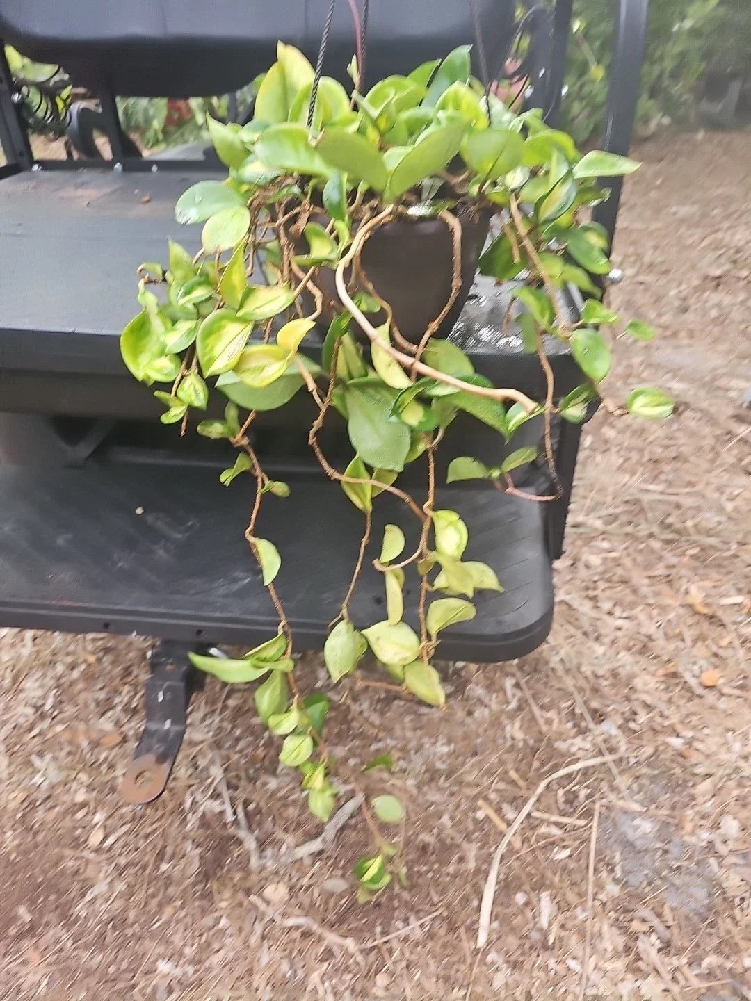 XL Hoya Krimson Princess 8" Hanging Basket Pot - Mature Tropical Houseplant with Variegated Leaves