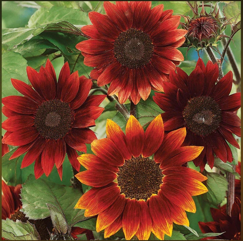 Sunflower Seeds - 100 Non-GMO Rouge Royale Red Helianthus annuus for Bees, Butterflies, Pollinators