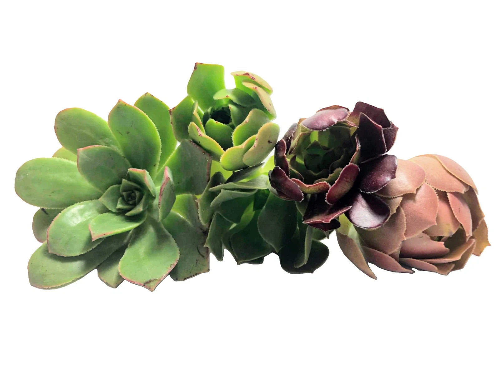 Assorted Aeonium Cuttings 2–6 Inches | Unique Succulent Rosettes | No Repeat Varieties | Drought Tolerant Indoor Outdoor Plant