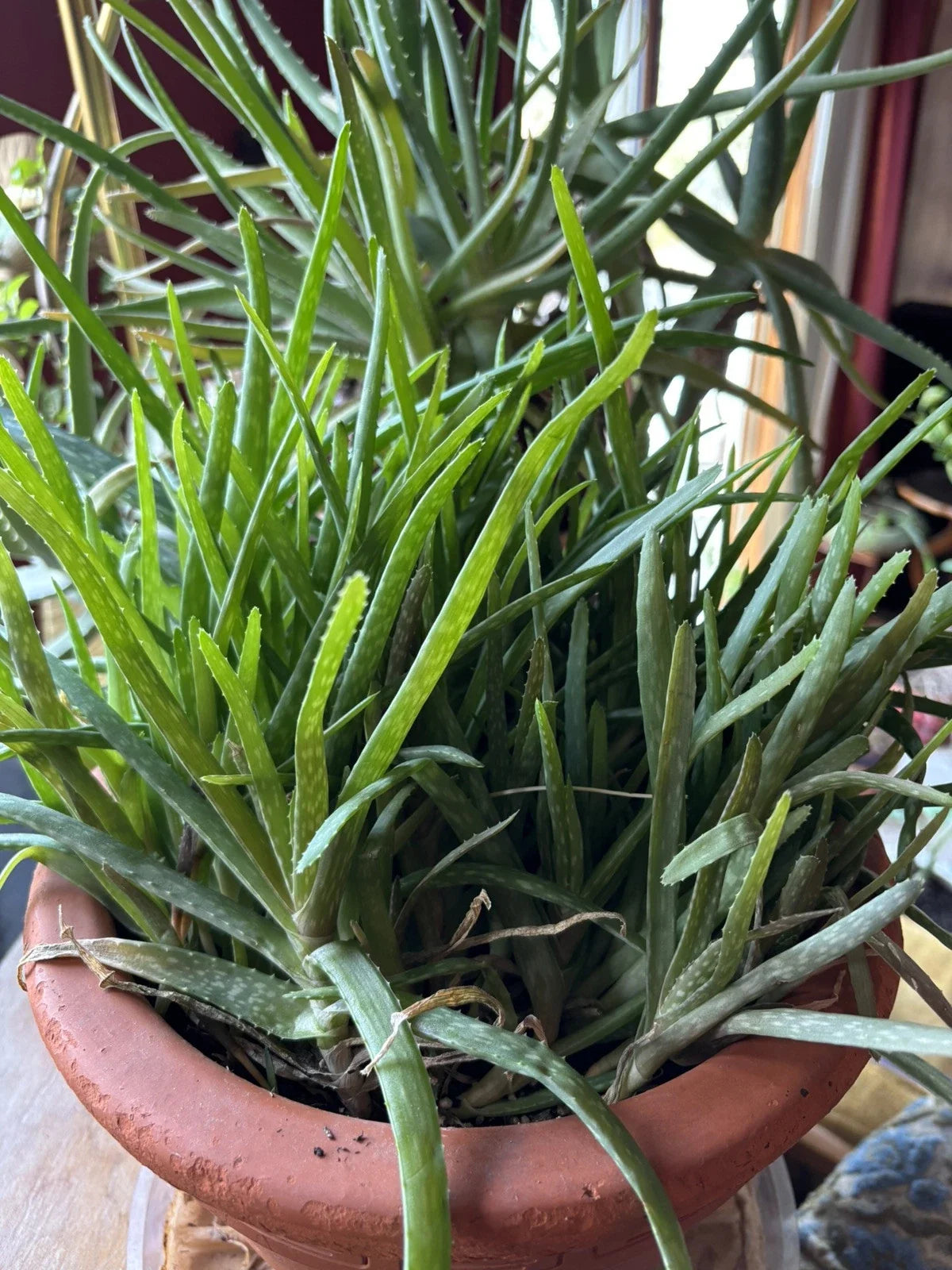 Aloe Vera Chinensis Plants - 6-8 Inch Rooted Cuttings for Skin Care & Indoor Garden - Aloe barbadensis miller