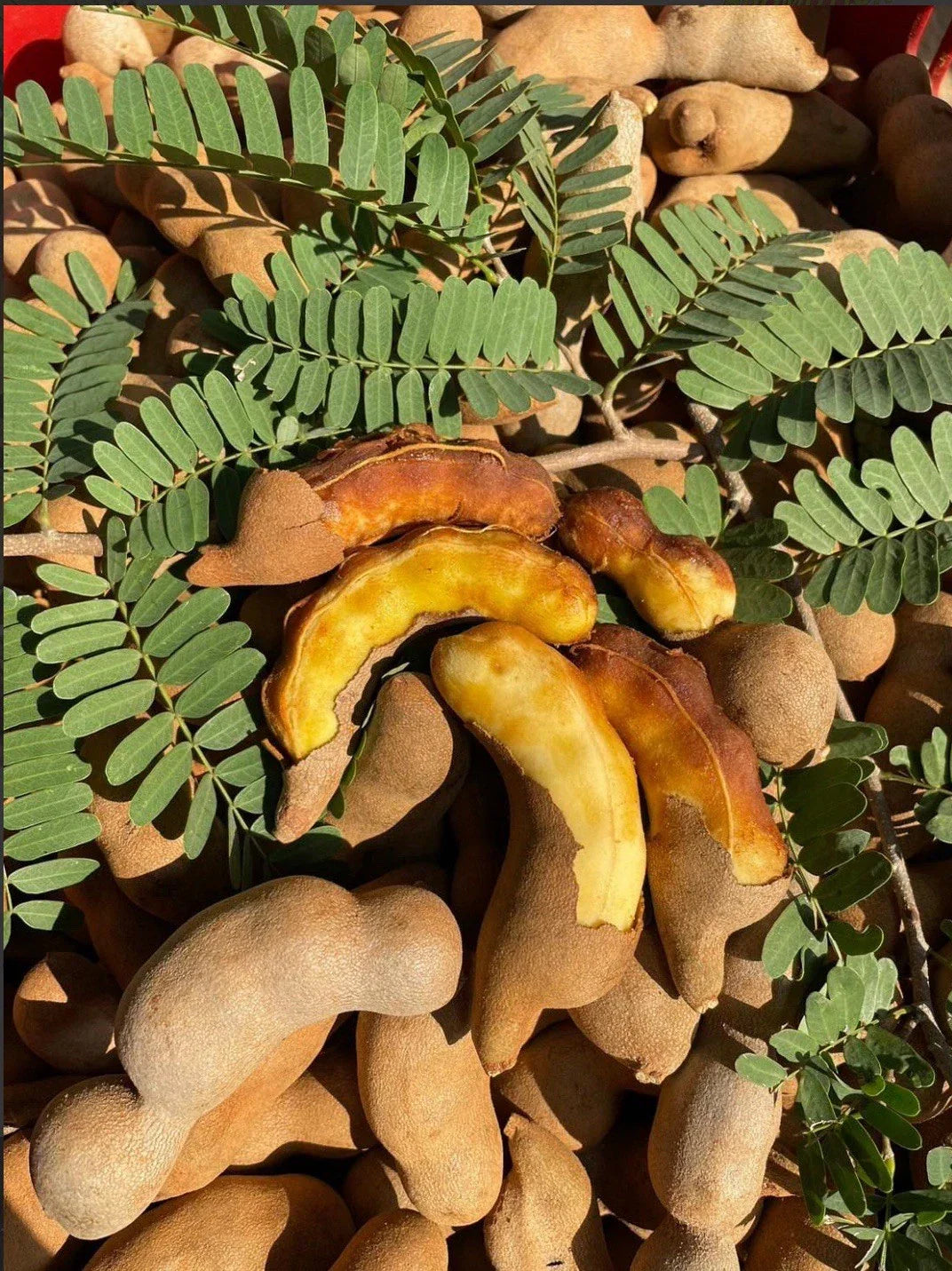 Sweet Tamarind Fruit Tree Pack of 3 - Healthy Live Tamarindus indica Plants