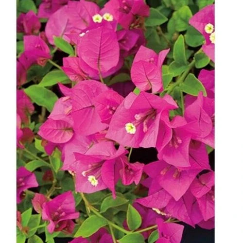 Bougainvillea Cuttings 6" Fuchsia Pink Unrooted Live Plant - Bougainvillea spectabilis, Vining Shrub for Garden & Trellises