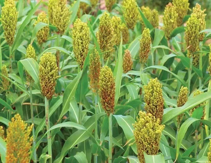 Wild Game Sorghum Seeds - Premium Milo Seeds for Food Plots, High Yield, Drought Resistant, Sorghum bicolor, 1/2 Pound