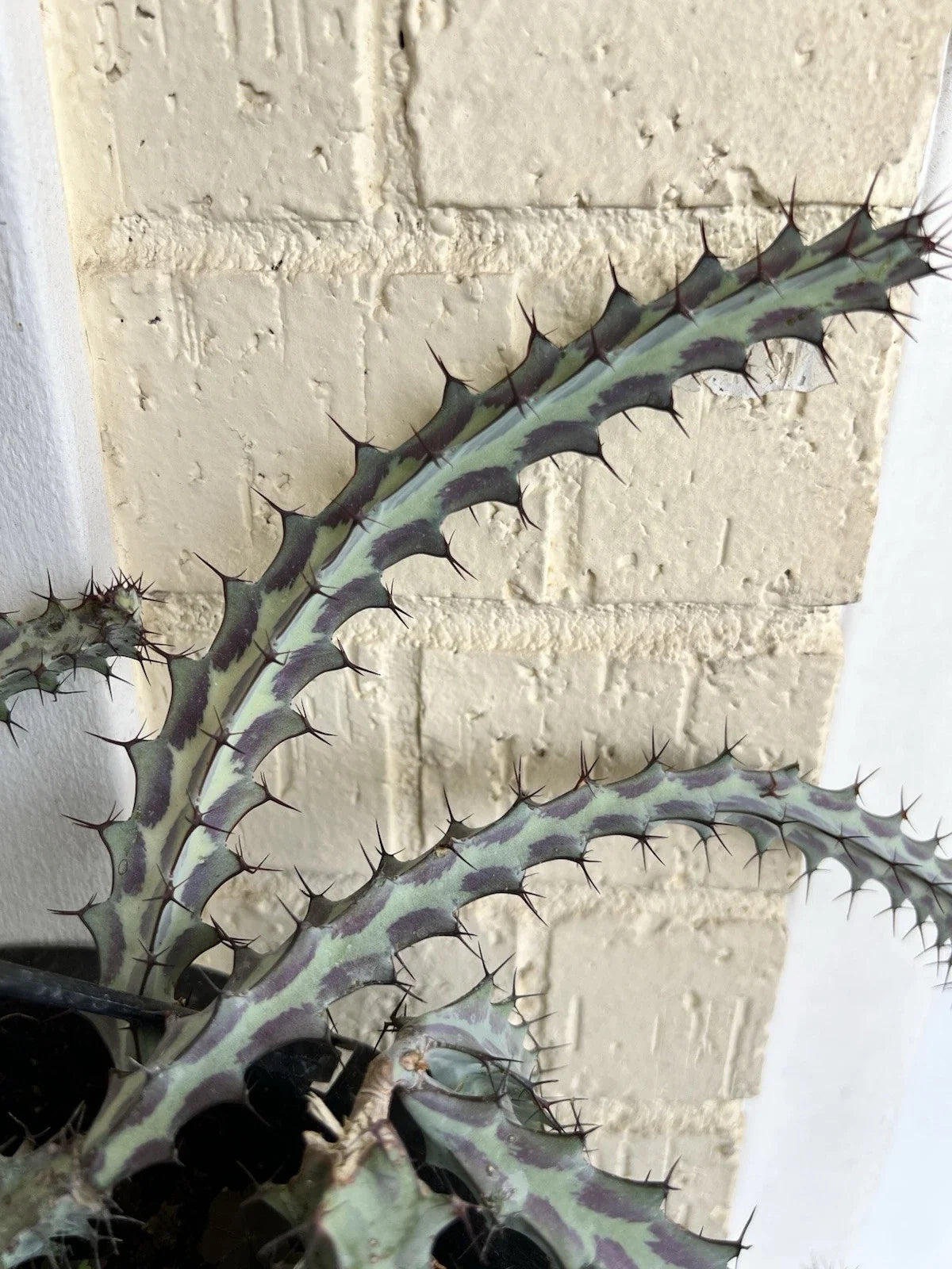 Euphorbia Greenwayi Cutting - Unrooted Succulent Plant for Indoor & Outdoor Decor - Rare Green Cactus - Easy Care