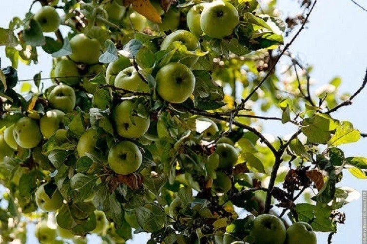 Cold Climate Apple Tree Bare Root or Potted – Malus domestica, Zone 3, Huge Yields, Cold Hardy Fruit Tree