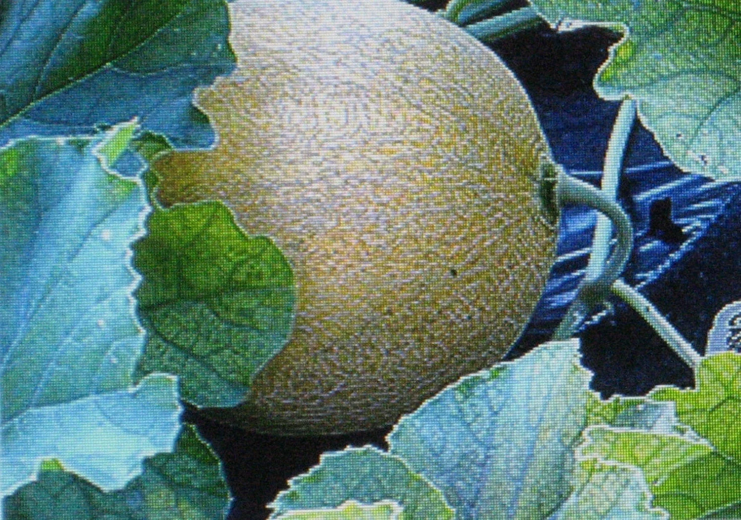 Jumbo Cantaloupe Seeds Pack – Large Melon Variety Cucumis melo – Sweet Orange Fruit, Vining, 7 Seeds