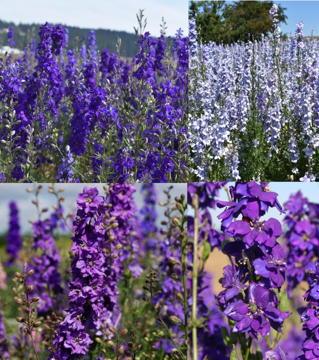 Rocket Larkspur Seeds - Night Sky Mix - Non-GMO Delphinium ajacis - Pollinator Friendly, 500 Seeds