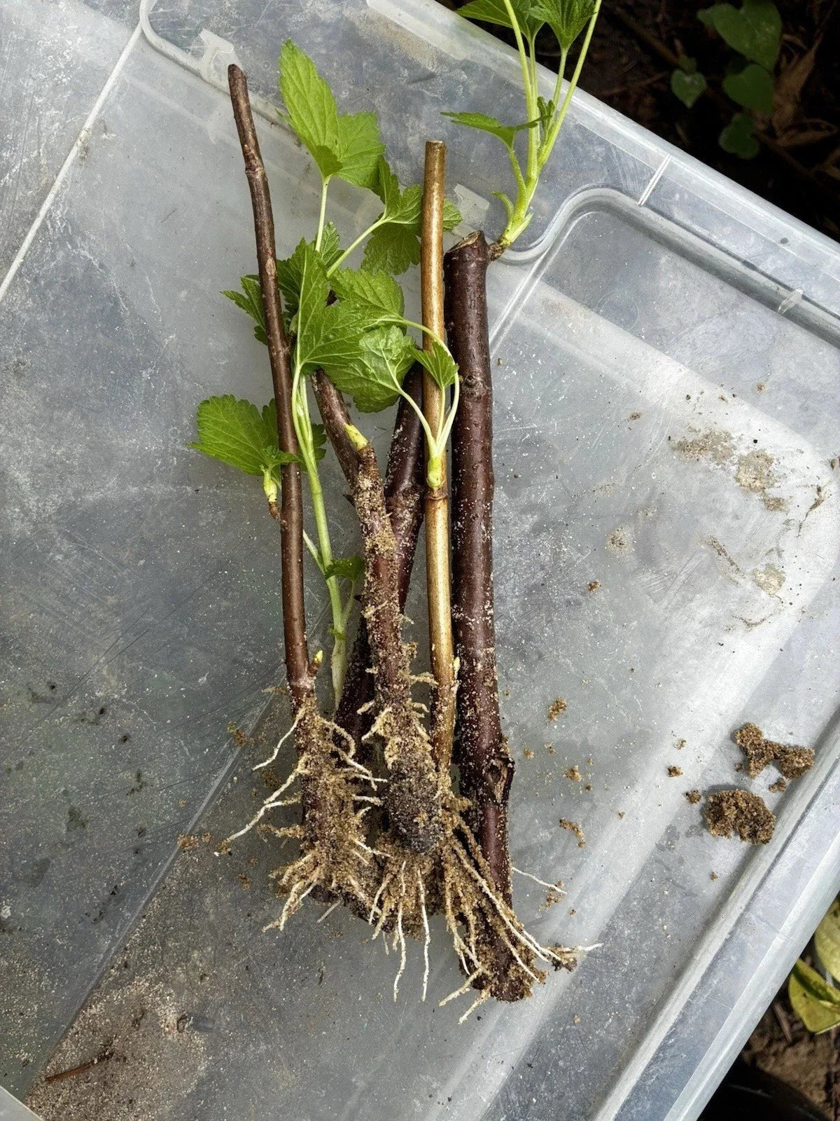 Black Currant Rooted Cuttings 3 Pc Ribes nigrum Edible Ornamental Compact Growth Cold Hardy