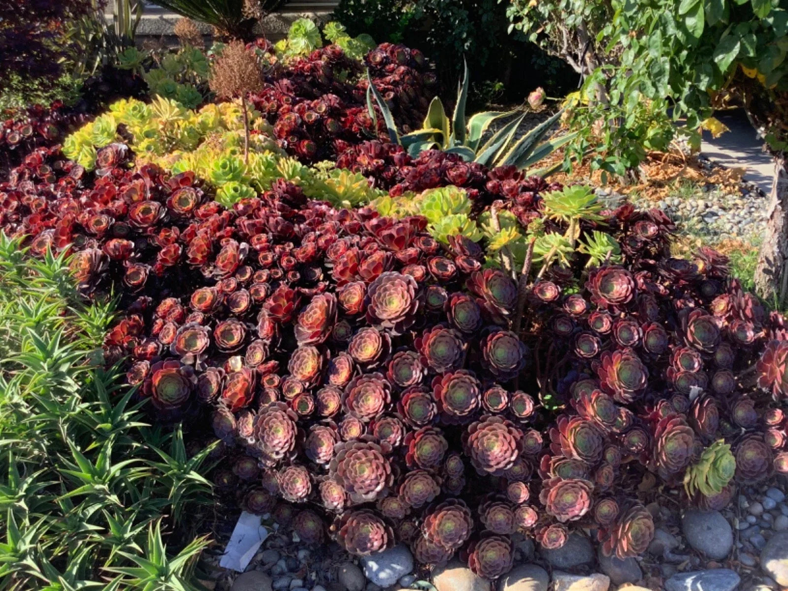 Large Aeonium Succulent Cuttings – 6" Unrooted Propagation Plants for Gardening & Arrangements
