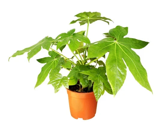 Japanese Aralia Seeds - 20 Pack Fatsia japonica Indoor & Border Plant, Glossy Foliage, Low Light Tolerant, Easy to Grow