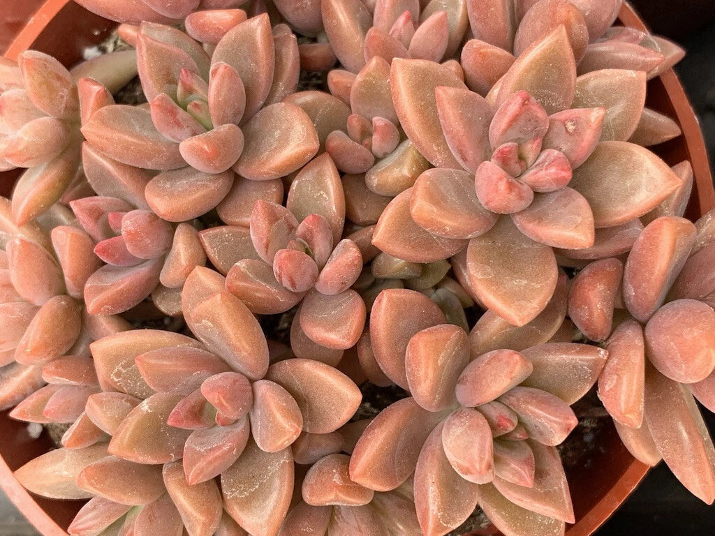 GRAPTOSEDUM ALPENGLOW Cuttings - 3 Unrooted Succulent Plants 1.5" Diameter
