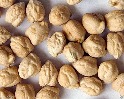Organic Garbanzo Bean Seeds for Planting, Chickpeas, Cicer arietinum, Non-GMO, Heirloom, Bushy Plant