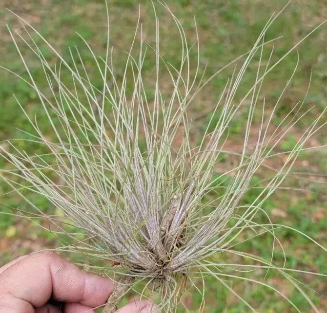 Tillandsia Bartramii Air Plant Clump - Purple Hue Bromeliad - Low Maintenance, Indoor Air Plant, Bright Indirect Light