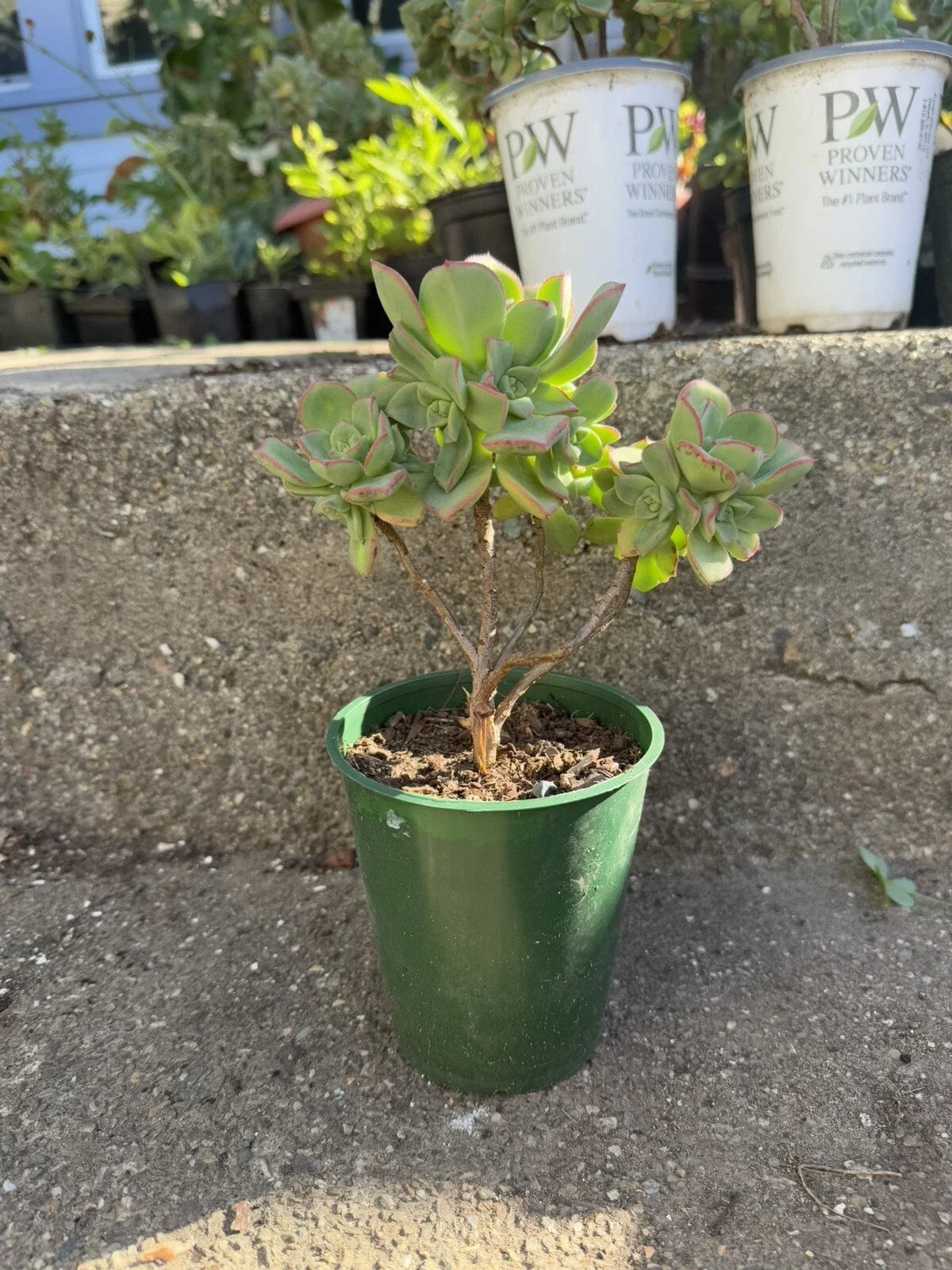Aeonium Haworthii Succulent Plant - 12" Rooted Bonsai Tree - Green Rosette Variety - Drought-Tolerant Indoor Outdoor Plant