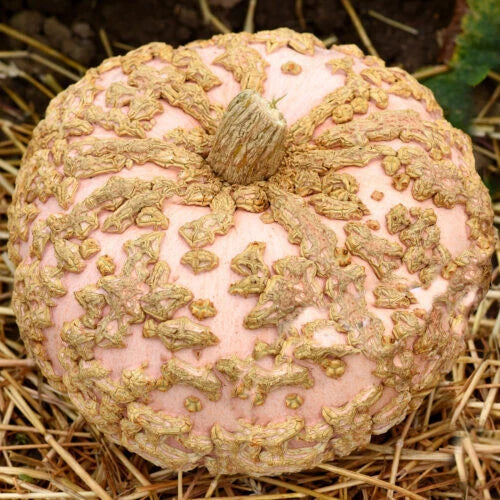 Galeux D'Eysines Pumpkin Seeds - Heirloom Cucurbita maxima for Garden Planting, 25+ Seeds, USA Grown