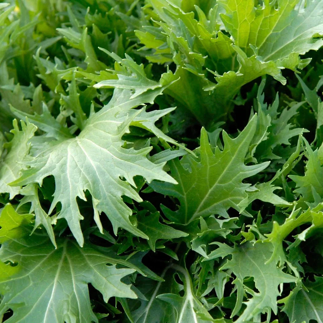 Mizuna Mustard Greens Seeds - Japanese Salad Lettuce - Asian Variety for 2025 Planting - Brassica rapa
