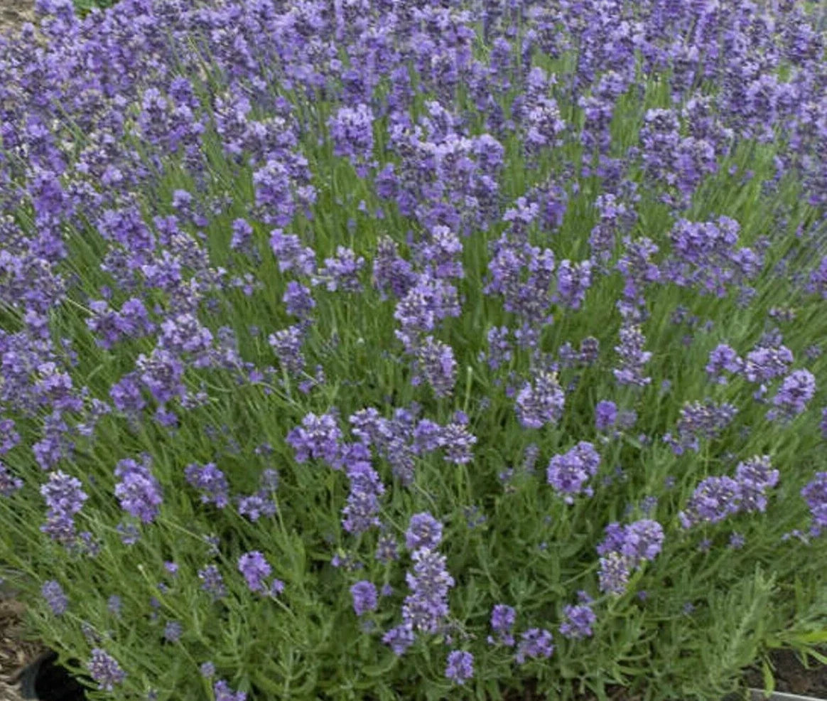 Lavender Seeds - Munstead Variety - Perennial Herb for Gardens & Aromatherapy - Lavandula angustifolia