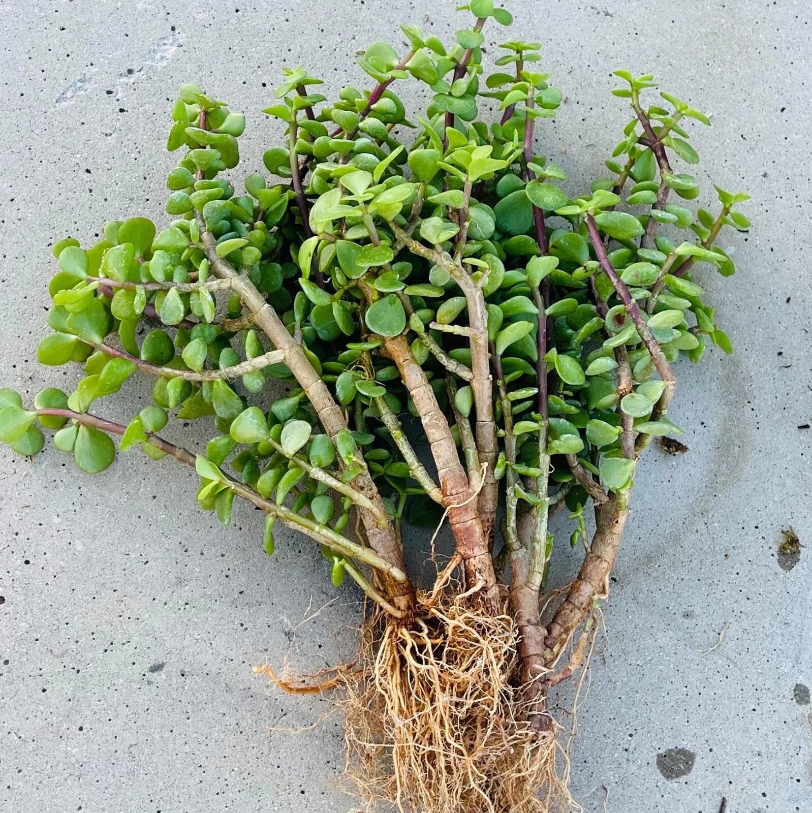 6 Pack Portulacaria Afra Good Luck Jade Tree Bonsai Elephant Bush Rooted Succulents for Indoor Garden