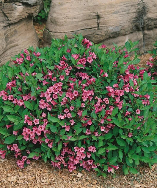 Weigela florida 'Minuet' Live Root Cutting - Rosy-Pink Blooms, 8-12 Inches, Bare Root Plant