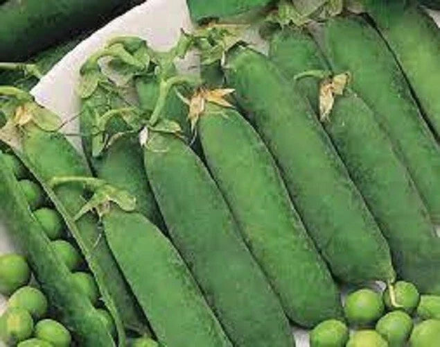 Organic Heirloom Little Marvel Green Pea Seeds - Non-GMO, Compact Bush, Pisum sativum, Vegetable Gardening Pack