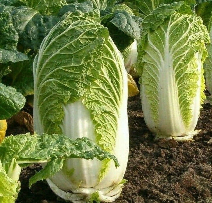 Chinese Michihili Cabbage Seeds - 500+ Asian Vegetable Greens, Brassica rapa subsp. pekinensis
