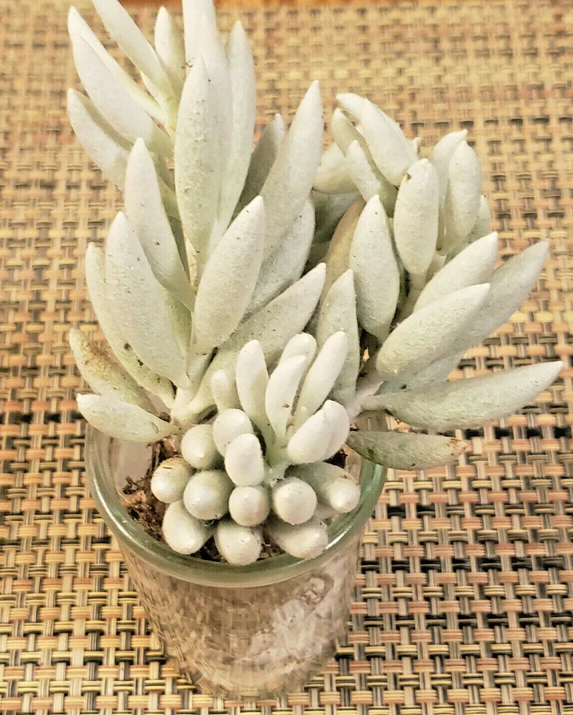 Senecio Haworthii Succulent Cutting - 4" Long Unrooted - Whitest Succulent