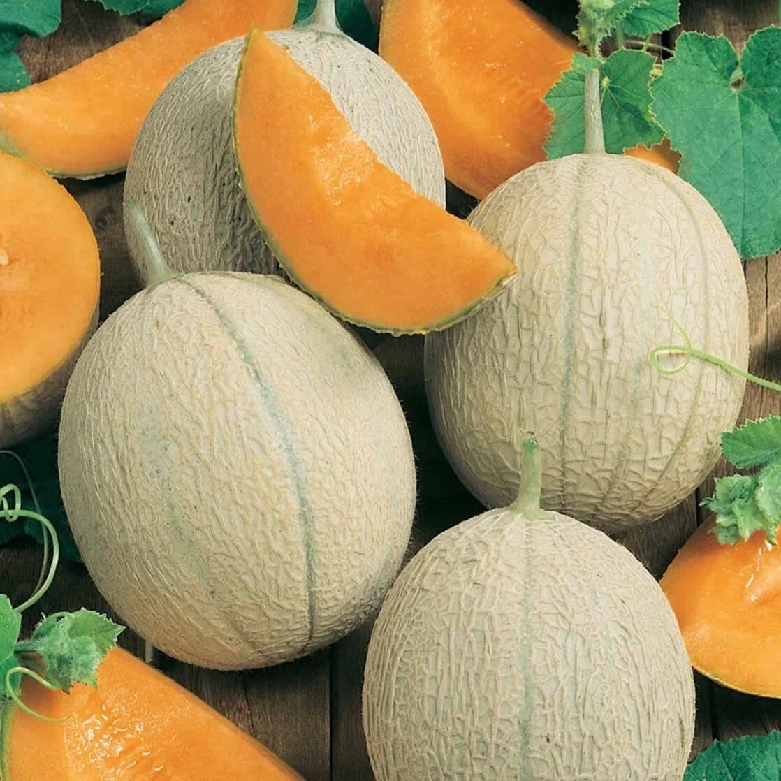 Hearts Of Gold Cantaloupe Seeds – Organic Non-GMO Heirloom Cucumis melo, Juicy Orange Flesh, Vining, 25+ Seeds
