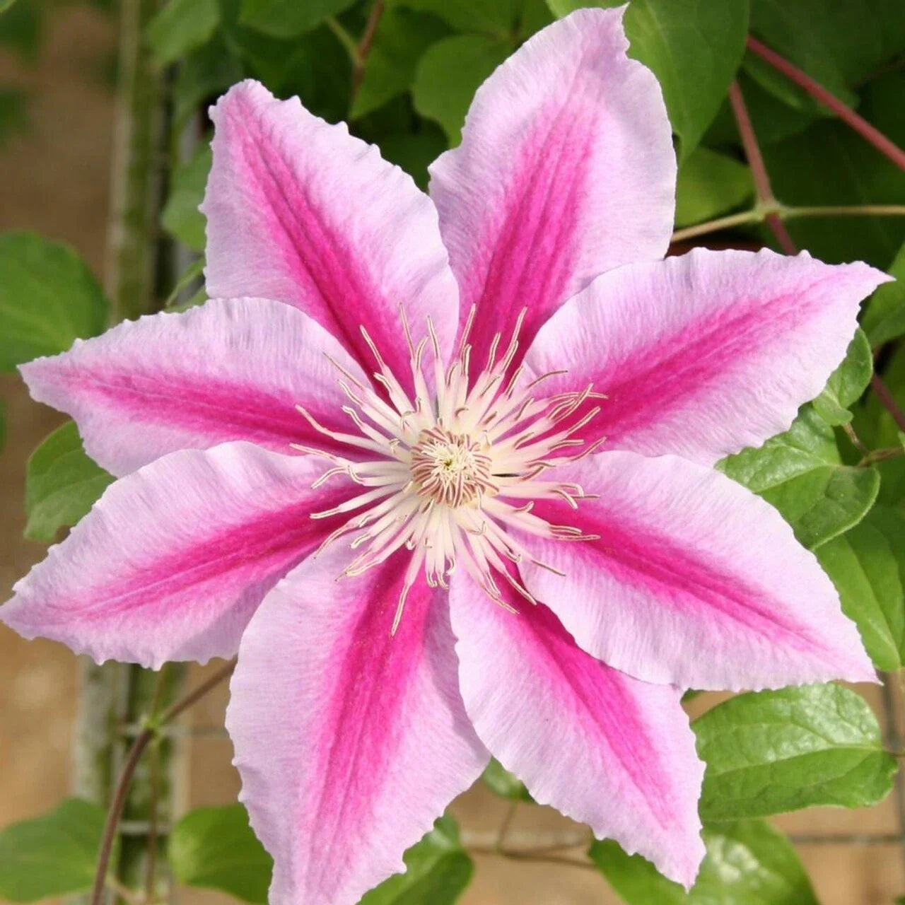 Rare Pink Clematis Seeds | Perennial Flower Seeds | Clematis viticella 'Pink Fantasy' | Vining, Full Sun, Easy to Grow