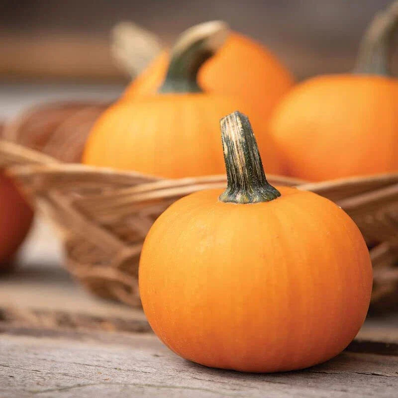 Wee-B-Little Pumpkin Seeds - 30 Miniature Cucurbita pepo Seeds for Planting