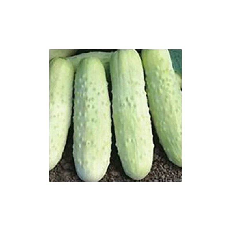 Cucumber Seeds - White Wonder Variety - Heirloom Cucumis sativus - Fresh Non-GMO Garden Seeds for Salad & Pickling