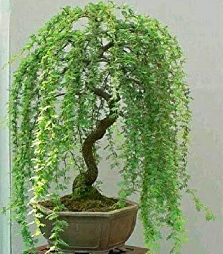 Green Weeping Willow Tree Cutting - Dwarf Bonsai, Thick Trunk, Salix babylonica