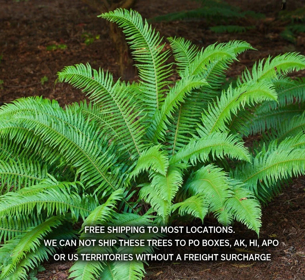 Large 3.5 Inch Potted Western Sword Ferns Polystichum Munitum Indoor Plant with Lush Green Foliage