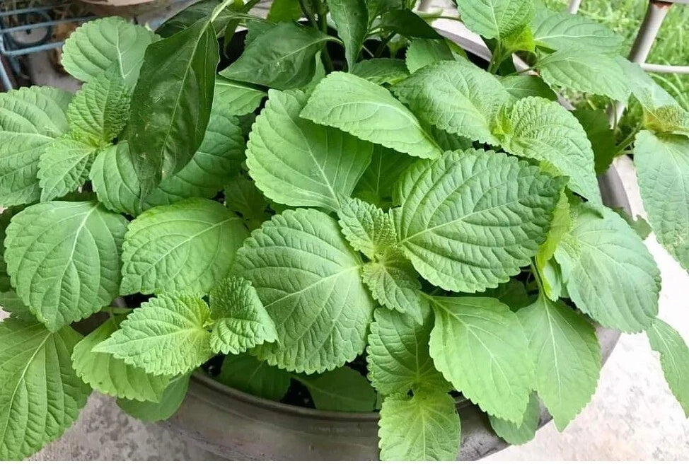 Shiso Seeds 100 Pack Perilla frutescens Japanese Basil Herb Culinary Plant Non-GMO