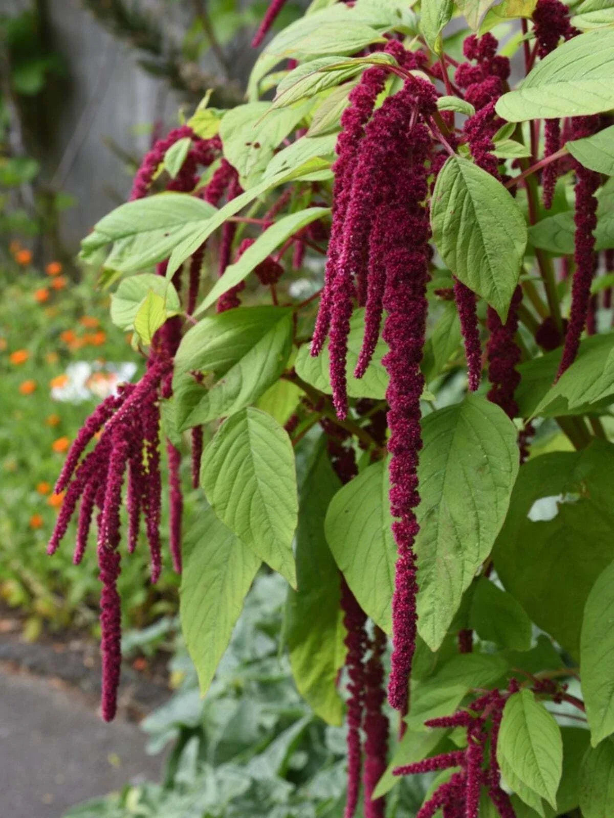 Amaranth Seeds Love Lies Bleeding, Non-GMO, Ornamental Tassel Flower, Edible Inca Wheat, Organic Garden Seeds