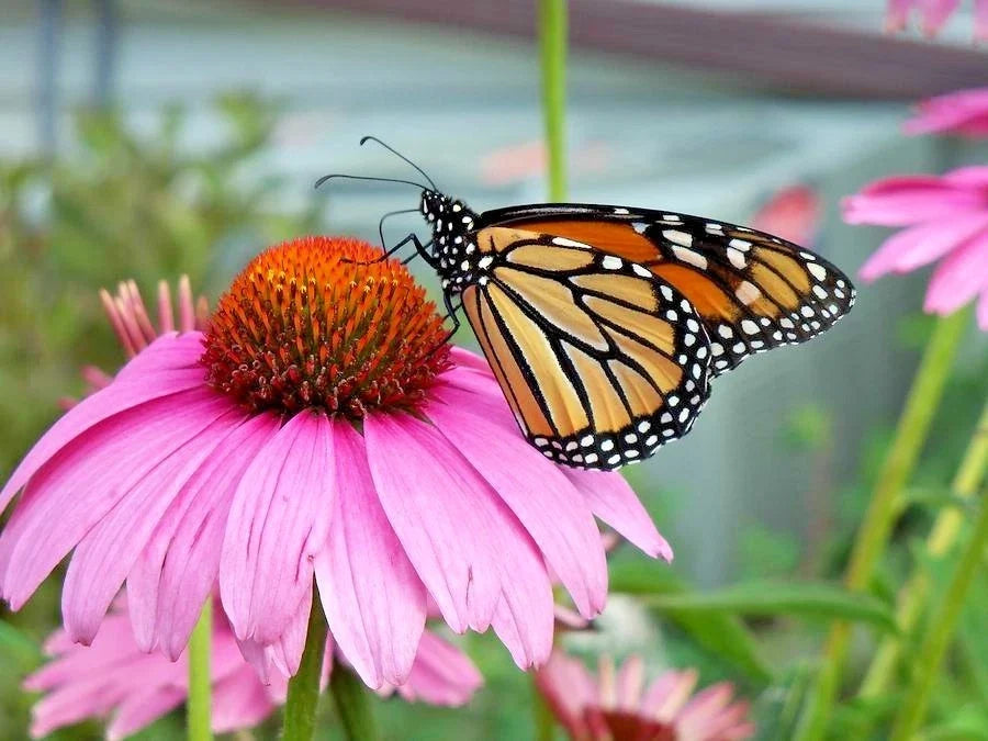 Purple Coneflower Seeds - 301+ Echinacea purpurea Wildflower Seeds for Pollinator Garden, Native Perennial Plant Seed Pack