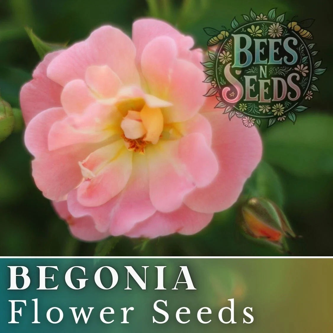 Fairy Kiss Begonia Seeds - Non-GMO Flower Seeds, Colorful Varieties, 45 or 125 Seeds, Indoor & Outdoor Gardening, Begonia x hybrida