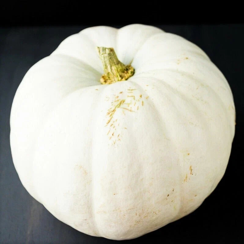 White Queen Pumpkin Seeds Pack | Casper Ghost Lumina Polar Bear Variety | 2025 Non-GMO Seed Pack for Decorative & Culinary Use