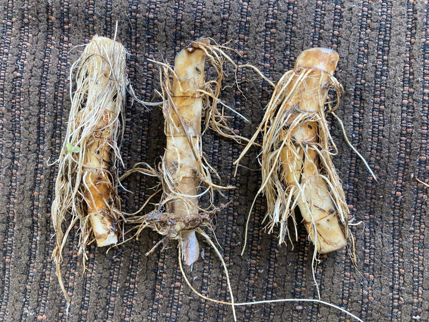Lizard's Tail Plant Tubers & Live Plant Set - Saururus cernuus White Blooms Perennial Aquatic Groundcover