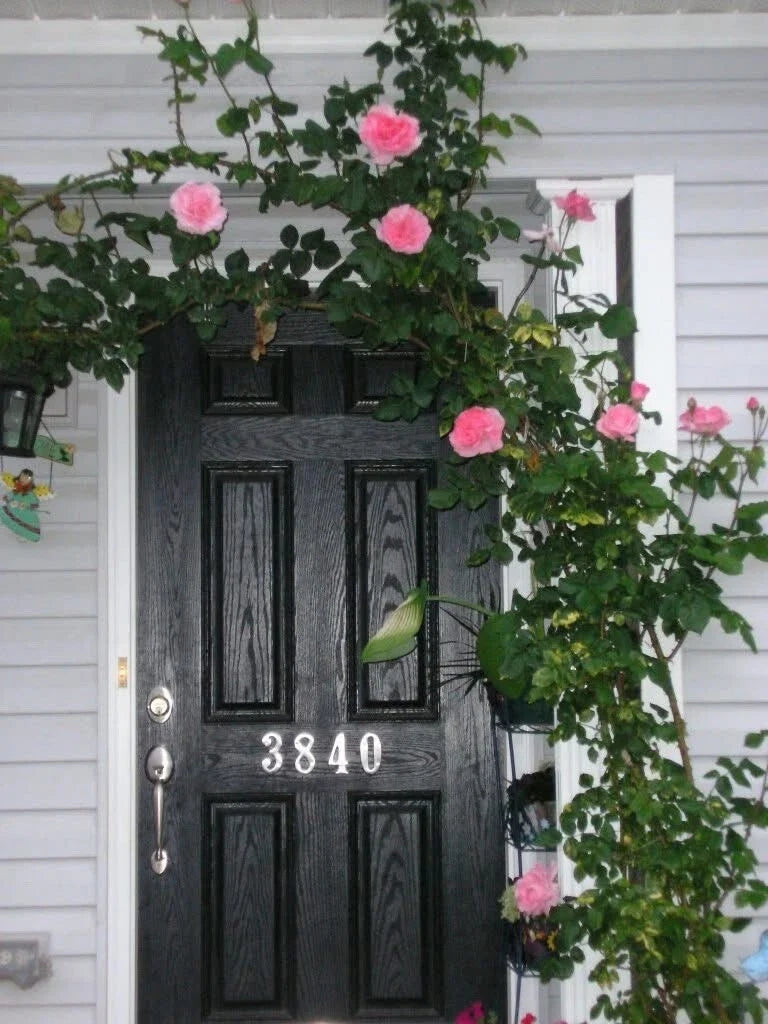 Queen Elizabeth Climbing Rose Cuttings – 4 Live Everblooming Pink Fragrant Rose Plants Rosa 'Queen Elizabeth'