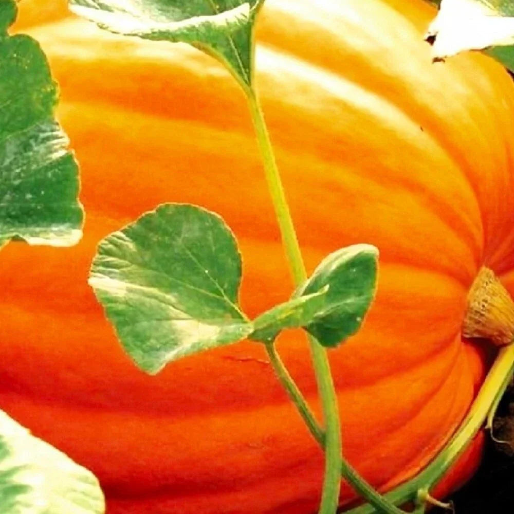 Big Max Pumpkin Seeds | Heirloom NON-GMO Treated Seeds | Cucurbita maxima