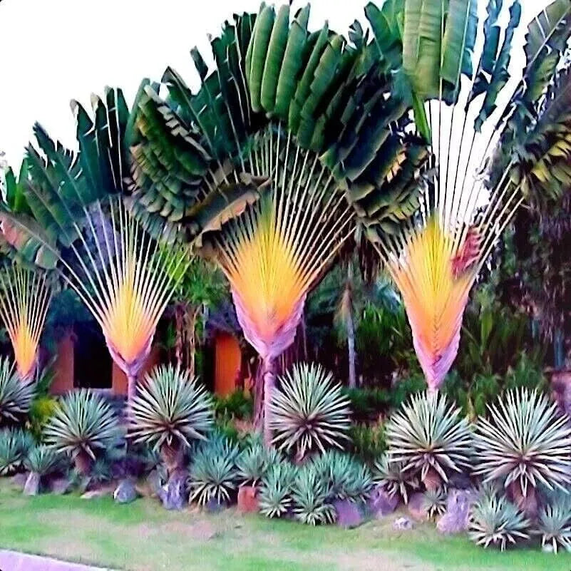 Travelers Palm Tree Seeds - 5 Pack Ravenala madagascariensis Tropical Bird of Paradise Plant Seeds
