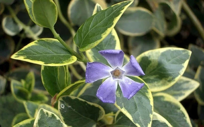 Variegated Vinca Minor Ground Cover Starter Plants – Easy Grower for Garden, 6+ Perennials