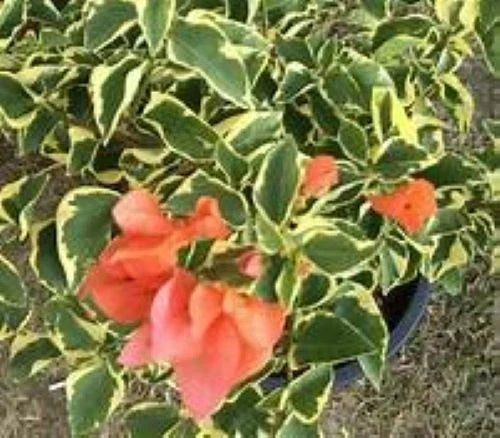 Orange Ice Variegated Bougainvillea Starter Plant - Bougainvillea glabra Plug for Gardens & Containers